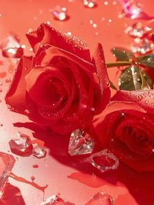 玫瑰人生法语范读