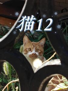 猫12岁是几年